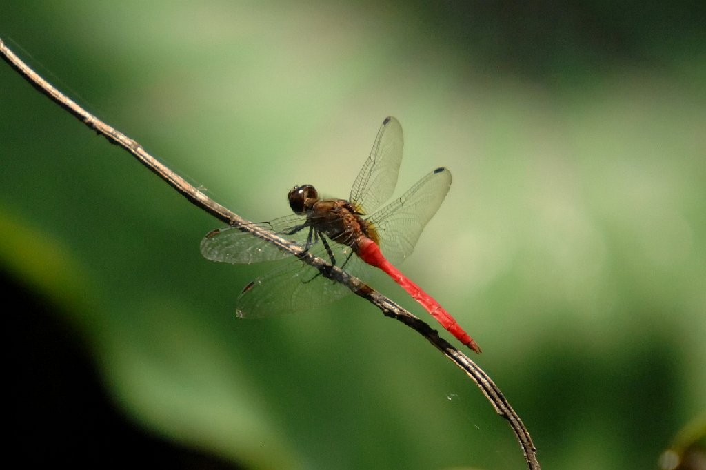 053 2007-12098764 Royal Botanic Gardens, Sydney, AU.JPG - Fiery Skimmer (Orthetrum villosovittatum) Dragonfly. Royal Botanic Gardens, Sydney, AU, 12-9-2007